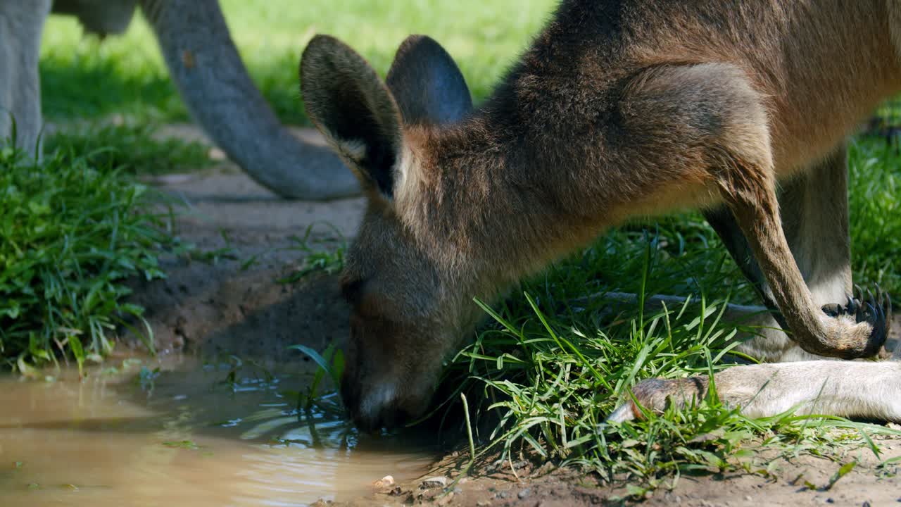 CLOSE UP, Small Kangaroo Drinking From A Muddy Puddle