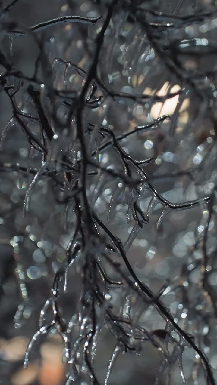 крупный план голых ветвей деревьев, покрытых льдом и морозом, мерцающих в мягком свете с размытым светящимся фоном, подчеркивая сложные замороженные текстуры и спокойную зимнюю вечернюю атмосферу