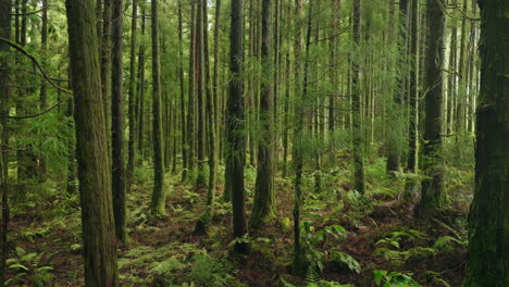 green lush forest