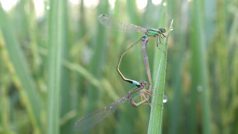 Libelle-Paart-Sich-Auf-Einem-Reisfeld