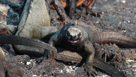 marine iguana in galapagos island having a fit