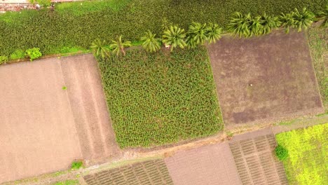 Aerial-view-rice-fields,-agricultural-land-with-sown-green-in-countryside