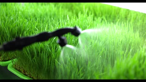 watering wheatgrass sprouts in hydroponic system