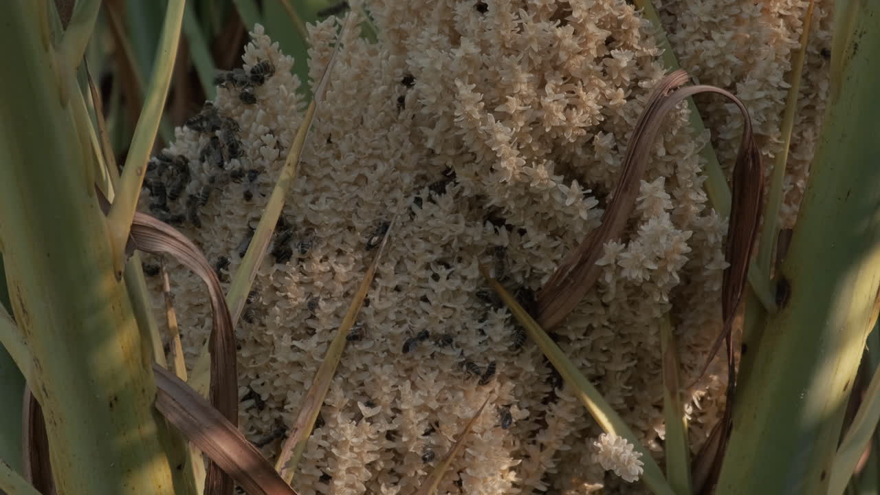 пчелы опыляют пальму - крупный план