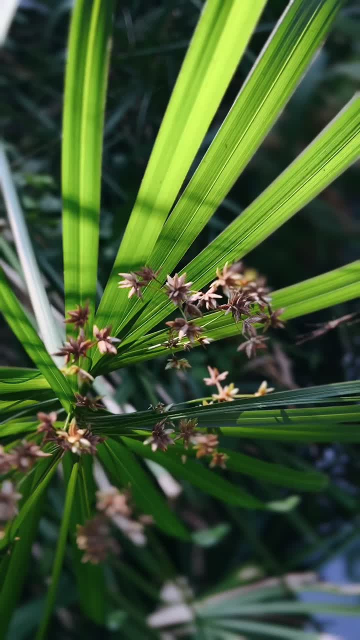 primer plano de una planta con hojas verdes y pequeñas flores marrones