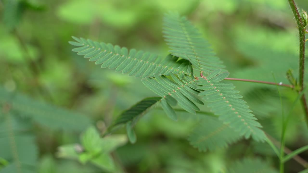 si me tocas no tocas las hojas del árbol, las hojas el árbol se doblarán