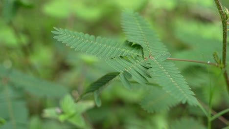 Si-Me-Tocas-No-Tocas-Las-Hojas-Del-árbol,-Las-Hojas-Del-árbol-Se-Doblarán