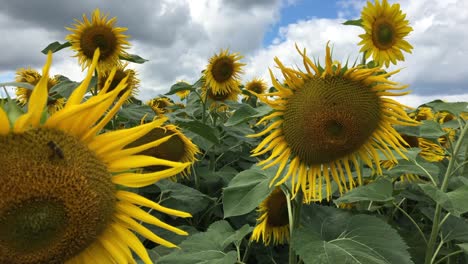 las cámaras de panorámica de girasoles
