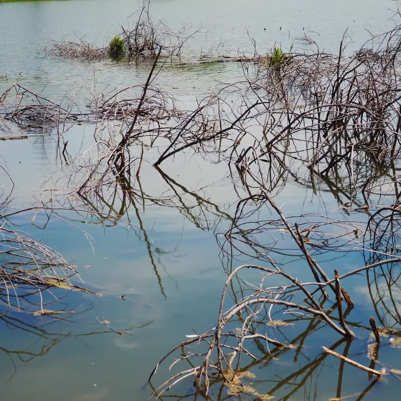 수면 위의 마른 나무 가지