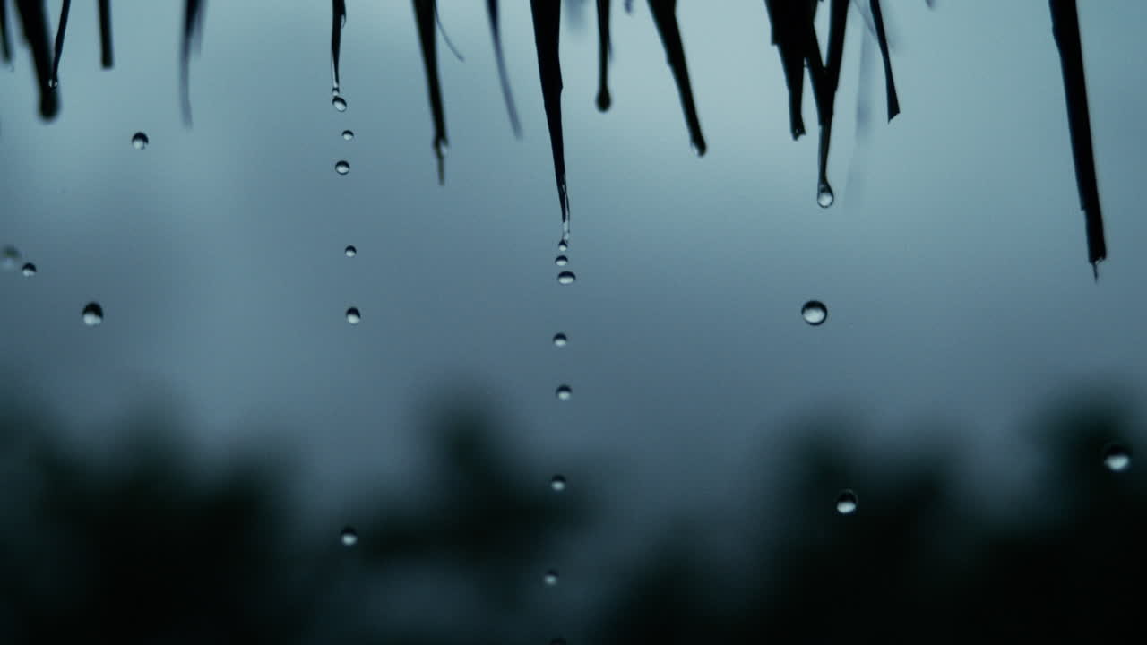 Slow motion droplets fall from fine grass tips in dim ambient light, backdrop background for peace