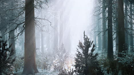 magic and foggy morning spruce forest
