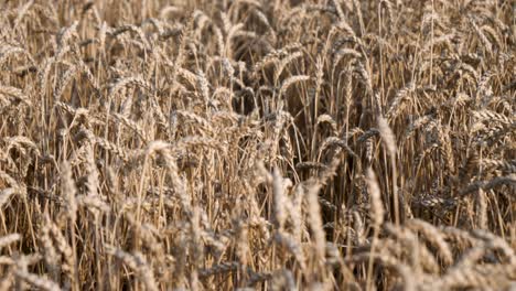 Closeup-tilt-shot-of-golden-wheat-field