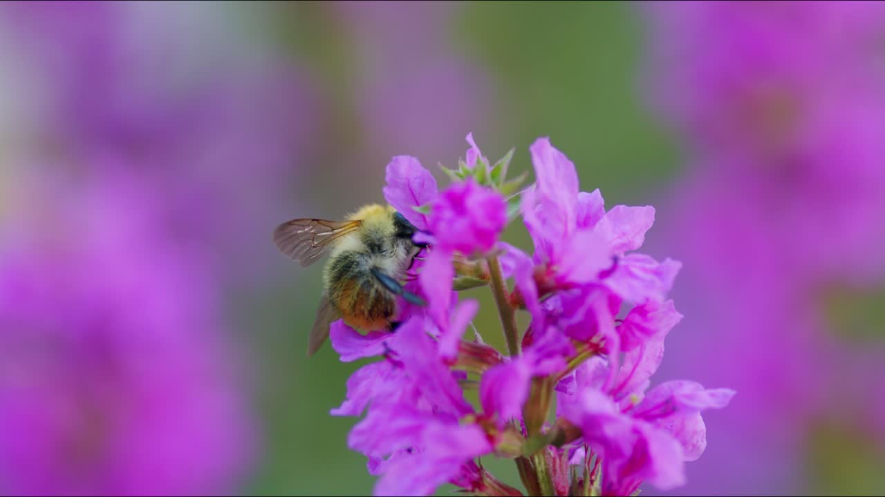 macro toma de abeja recolectando néctar de la flor púrpura en el jardín