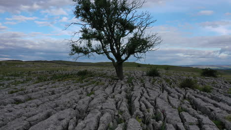 aerial flight backwards and descending through branches of ash tree revealing lone tree growing in limestone pavement