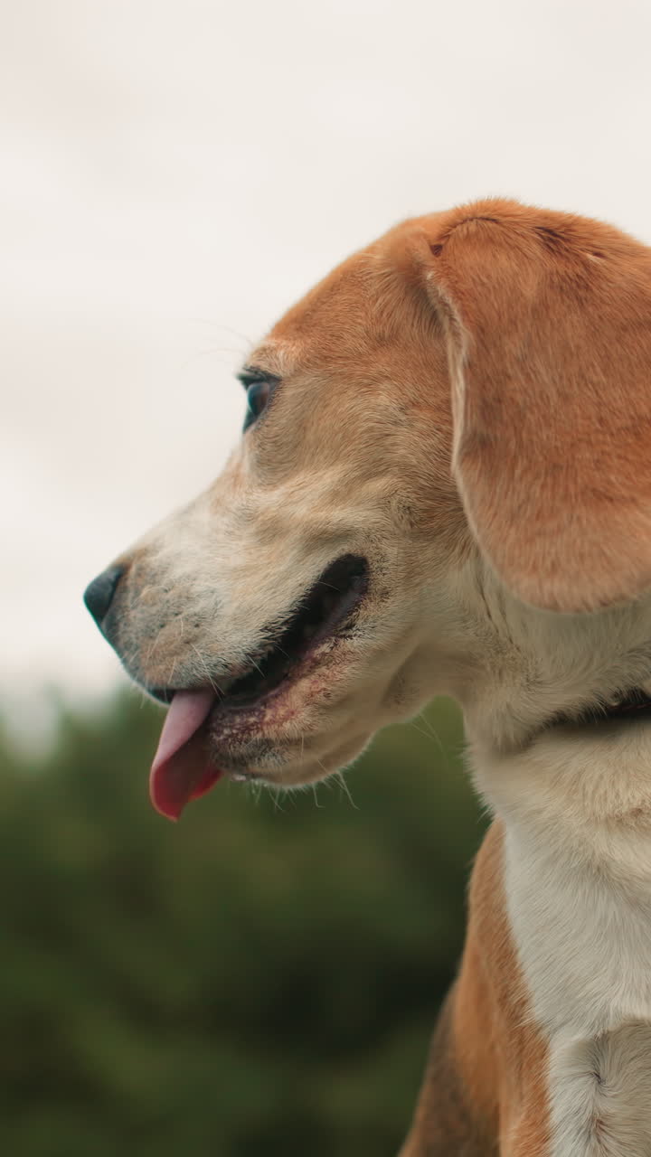 beagle seduto accanto al proprietario all'aperto, zampe su una panchina di legno e collare visibile, guinzaglio e scarpe casual nell'inquadratura, sguardo attento verso la distanza, momento di tranquilla compagnia nel parco