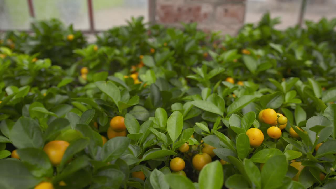 화분에 심는 원예 활동, 어린 나무 돌보기 및 일반 식물 관리