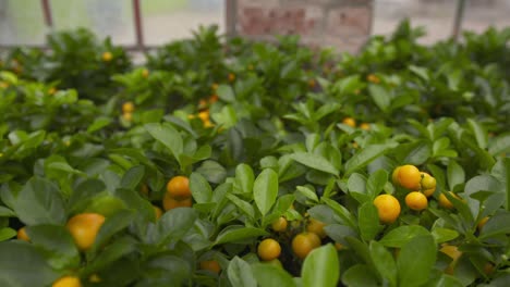 Gardening activity from potting plants, tending to young trees and general plant care