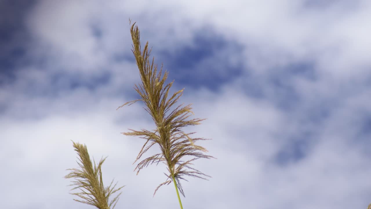 Pampas grass top in sunny blue sky in the wind, slow mo