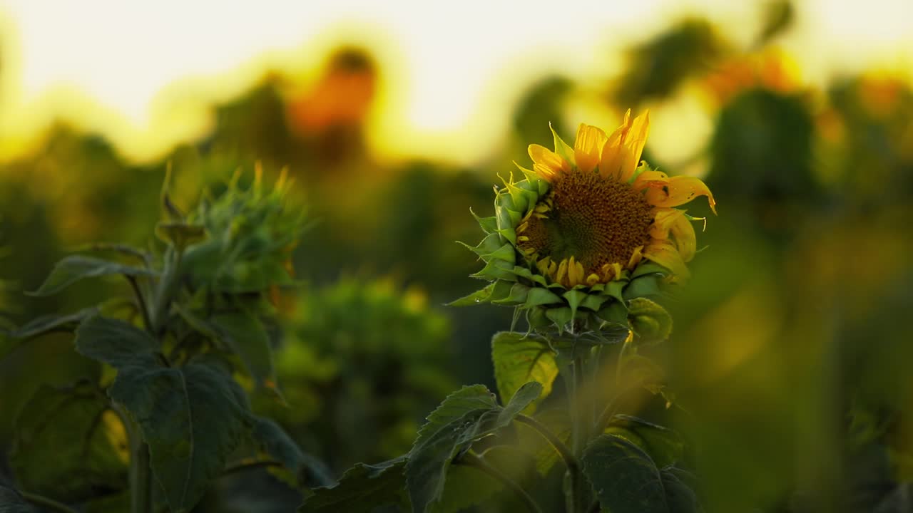 un girasol recién en ciernes en un campo de producción de aceite vegetal