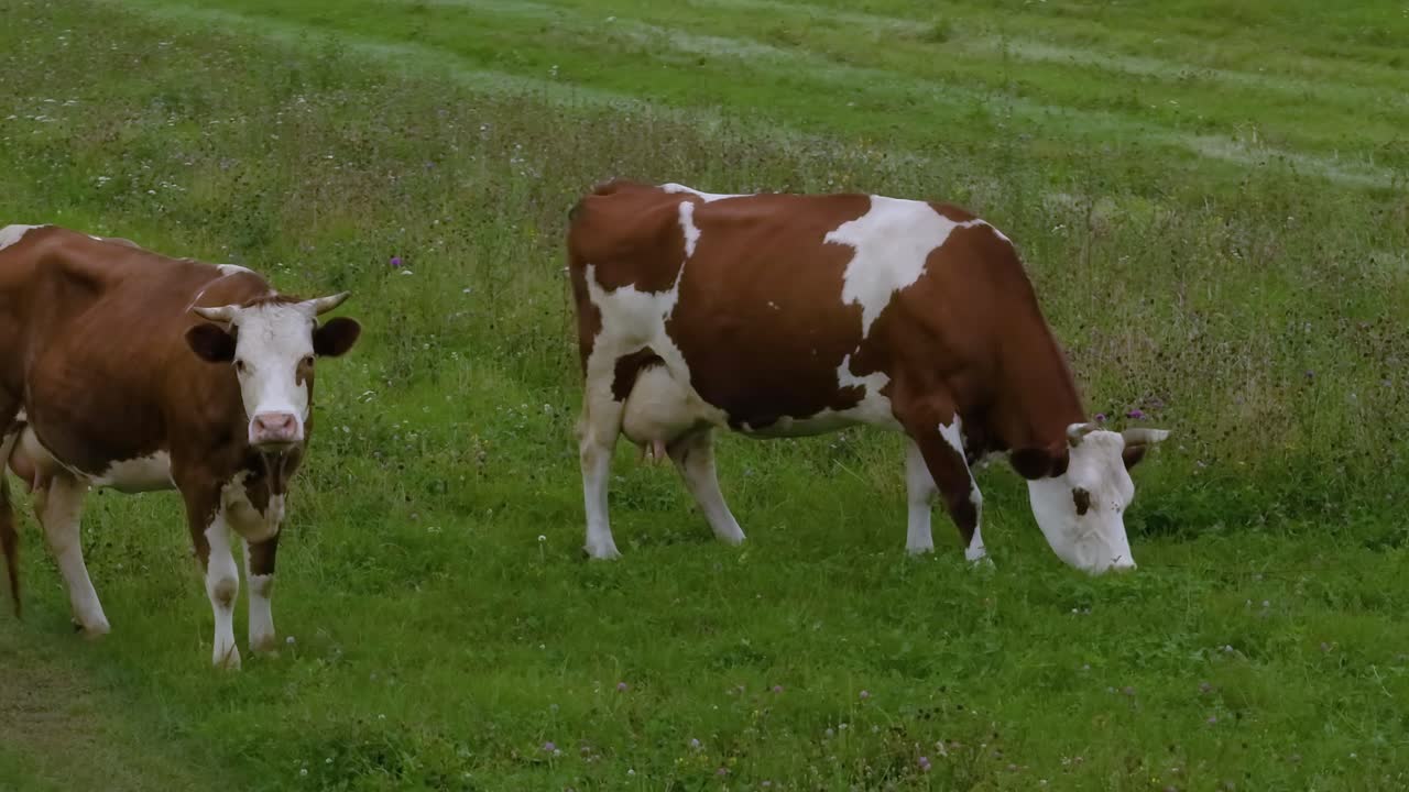 Le mucche pascolano in un prato