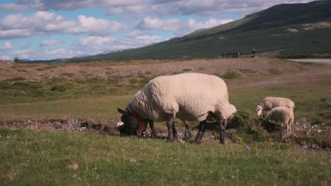 Close-up-shot-of-sheep's-grazing-in-the-grass-in-the-sunny-day-time