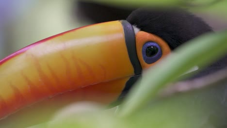 un primer plano increíblemente detallado y enfocado de la colorida cabeza de un tucano detrás de las plantas desenfocadas de una selva tropical en las cataratas de iguazu, argentina.