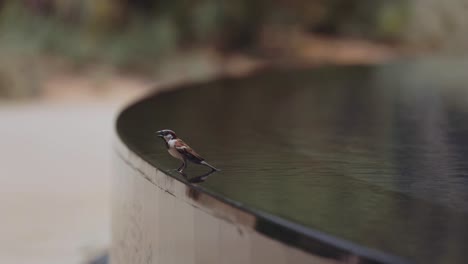 sparrow bird sitting on edge of the waterfall - selective focus