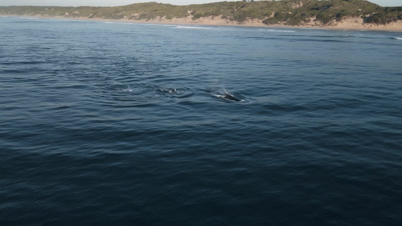 Aerial shot of a pod of humpback whales surfacing and spraying water in the air