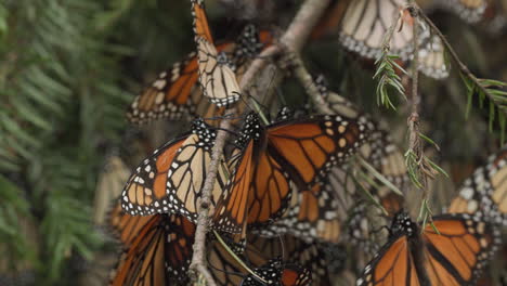 Eine-Gruppe-Von-Monarchfaltern,-Die-Langsam-Mit-Den-Flügeln-Schlagen,-Während-Sie-An-Einem-Baum-Im-Schmetterlingsschutzgebiet-In-Mexiko-Hängen