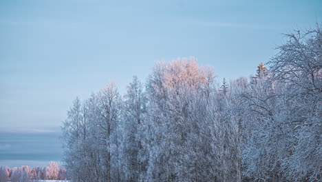 Winter-coniferous-forest-covered-with-snow