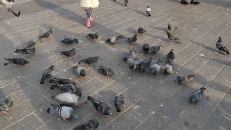 muchas palomas en el suelo de la ciudad