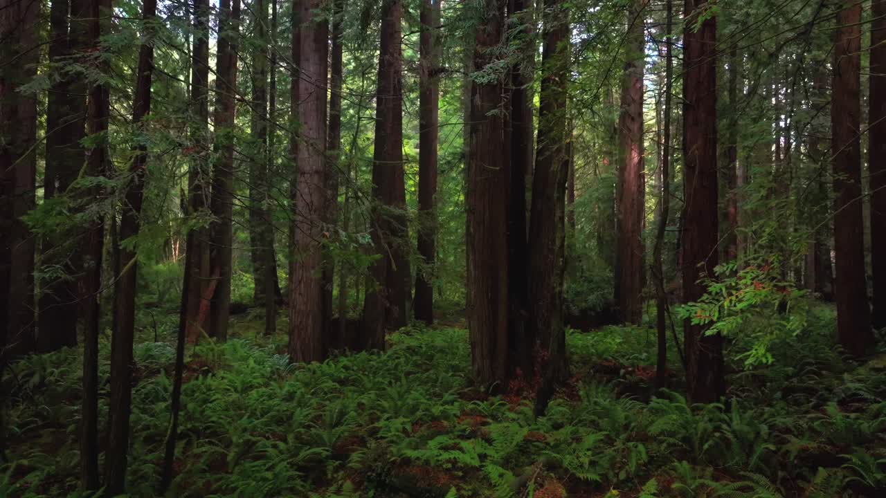 Redwoods forest mist fog rain aerial drone California Redwood National and State Parks USAL Beach giant sequoia tallest tree dense green foliage Lost Coast Trail nature landscape left motion