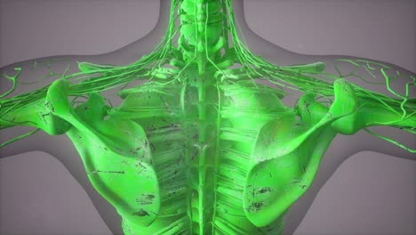 vista de cerca completa del sistema esquelético con cuerpo transparente