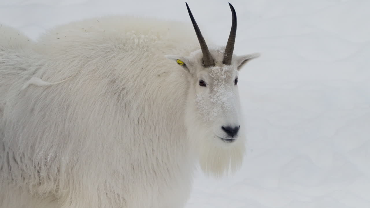 Kozica śnieżna (Oreamnos americanus) na tle zimowej przyrody, Jukon, Kanada. Zbliżenie