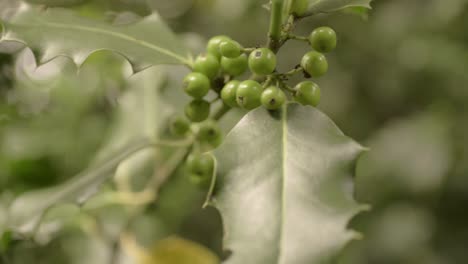 Stechpalme-Pflanze-Im-Sommer-Wachsende-Grüne-Beeren