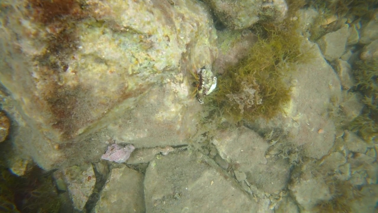Underwater footage of rocky seabed with algae and small marine life in shallow coastal waters