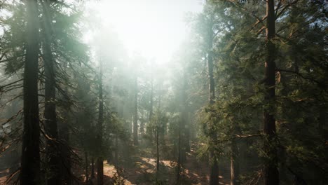 Sequoia-National-Park-under-the-fog-mist-clouds