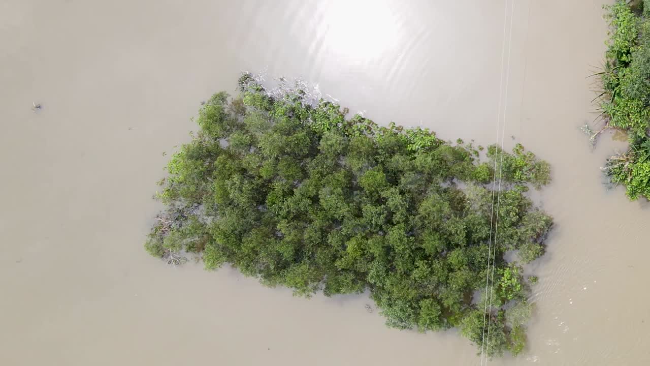 Electricity Line And Trees Surrounded With Flood Water - Drone Top Down
