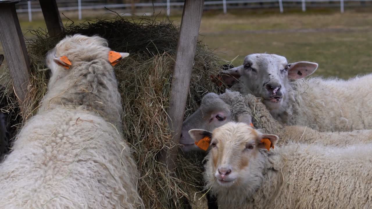 흐린 날 피더에서 건초를 먹는 양 떼