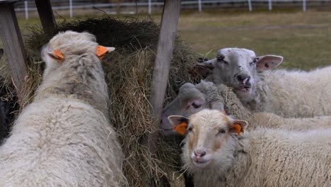 a flock of sheep eating hay from a feeder on an overcast day