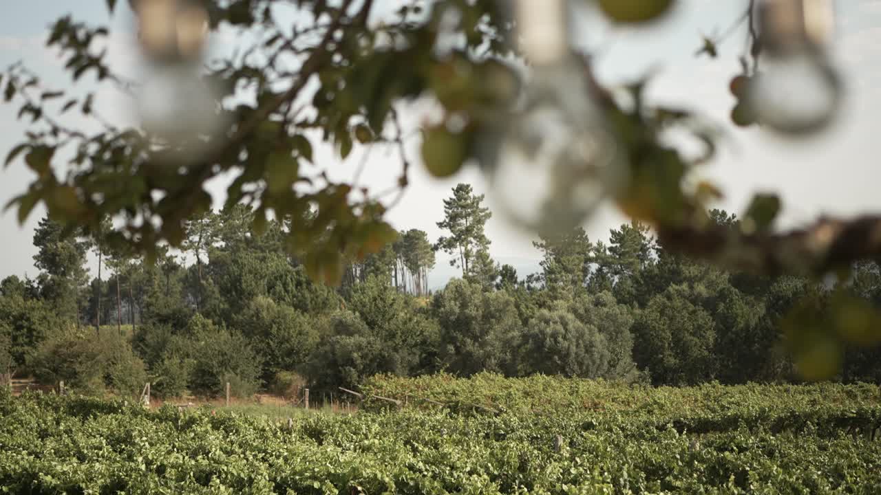 포르투갈 북부의 포도, 나무 가지와 멀리 있는 숲으로 둘러싸여