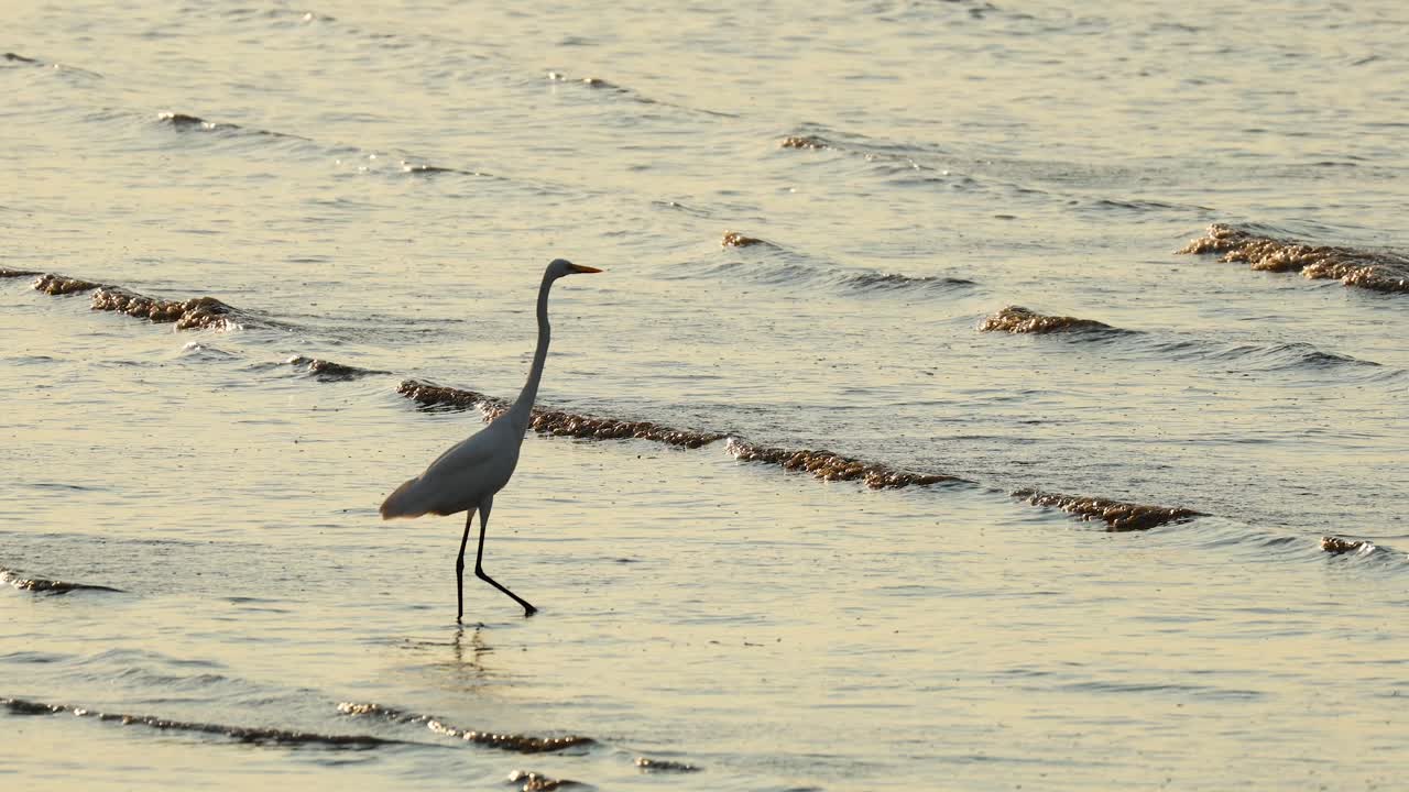 una garza camina con gracia por la costa
