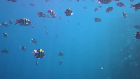 tropical coral reef. coral reef in the maldives.