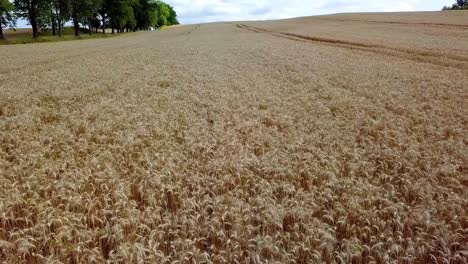 toma aérea del campo de centeno