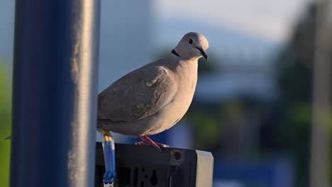 una paloma con cuello africano posada en un poste junto a una cámara de cctv en un techo en la ciudad de dubai
