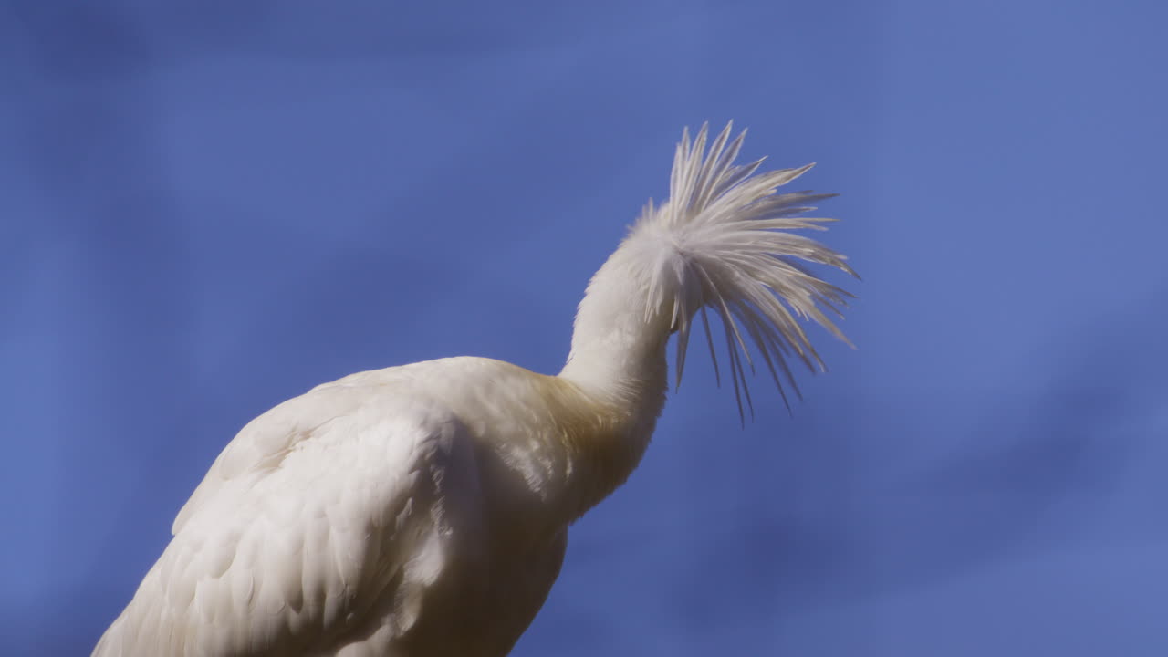 Skestork med sjove topfjer, der bruger næbbet til at pudse hvide fjer