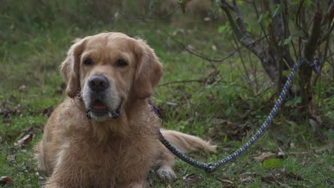 Adorable-golden-retriever-with-leash-tied-to-bush-barks-for-attention