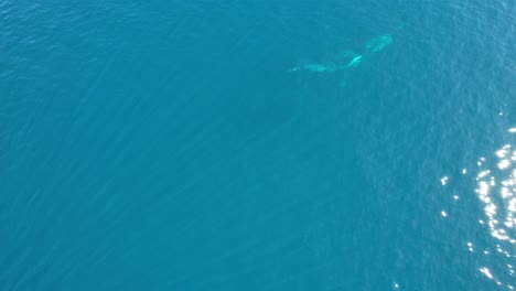 Vista-Aérea-De-Una-Ballena-Jorobada-Nadando-Y-Emergiendo-En-El-Mar-Con-Sus-Crías-En-Queensland,-Australia