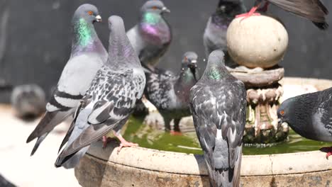 palomas en una fuente