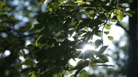 morning sun comes up through leaves at sunrise